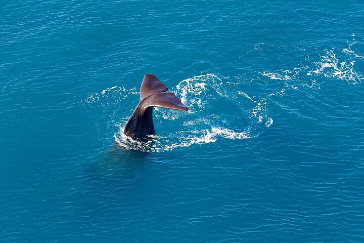 Kaikoura Helicopters Extended Whale Watch flight - Photo 1 of 10